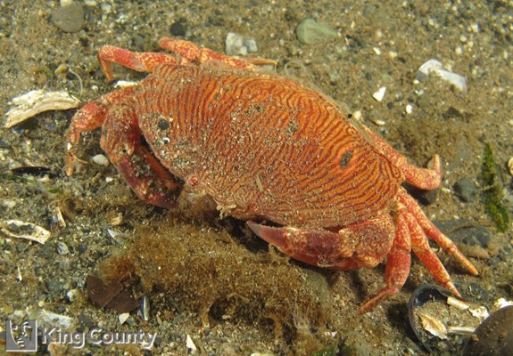 Photo of Cancer productus